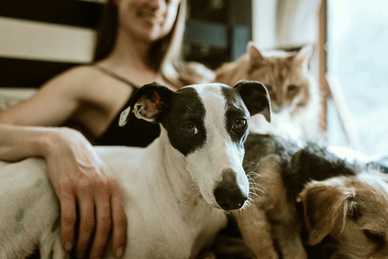 Chien heureux pendant le toilettage avec des articles de soins canins pour une hygiène complète et une santé optimale