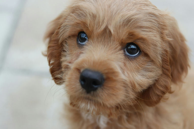 Chien heureux se nourrissant d'un régime équilibré avec différents types d'aliments canins sains