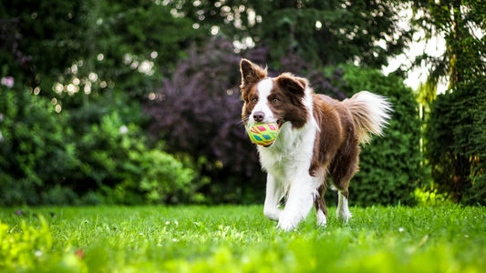 Guide complet sur les meilleurs produits pour la santé et le bonheur des chiens, incluant alimentation, jouets, literie, accessoires de promenade et soins d'hygiène