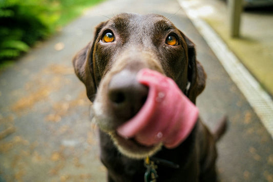 Chien heureux posant avec une sélection d'accessoires de qualité pour sa santé et son bien-être, incluant colliers, laisses, literie, jouets et gamelles.