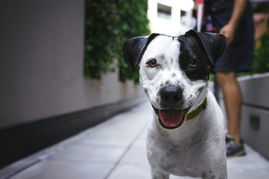 Trousse de soins pour chien complète avec antiparasitaires, bandages, produits d'hygiène, alimentation de secours et jouet