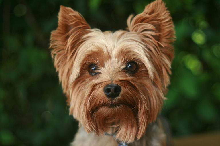 Chien en bonne santé se régalant d'un bol équilibré de nourriture riche en protéines, oméga-3 et légumes frais.