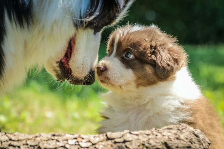 Chien en bonne santé bénéficiant de soins et d'hygiène, alimentation équilibrée et visite vétérinaire