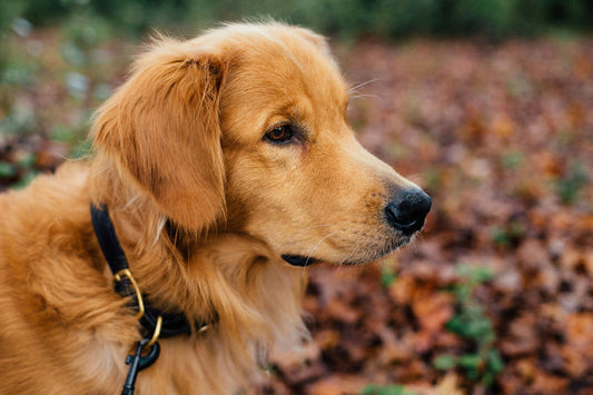 guide nutrition canine complet avec protéines, fruits et légumes pour chien en bonne santé