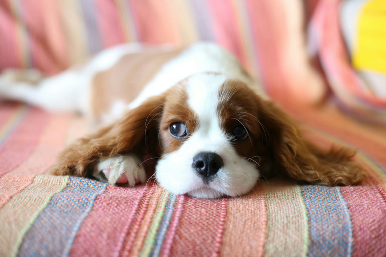 Guide complet du bien-être canin avec nourriture équilibrée, panier orthopédique, jouets interactifs et kit de premiers soins