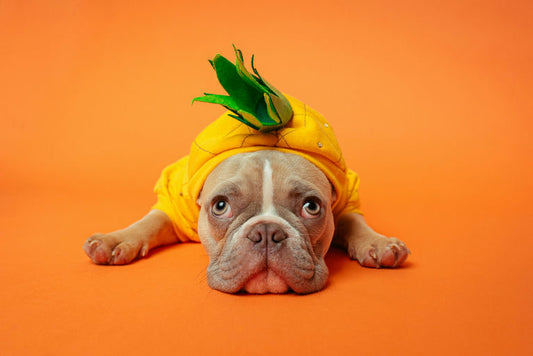 chien heureux assis écoutant attentivement son propriétaire dans un cours d'éducation canine