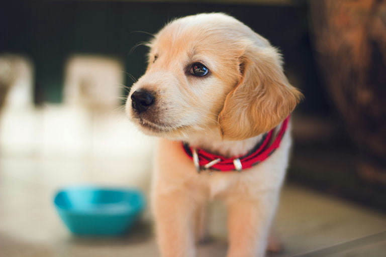 Éducateur canin appliquant des techniques d'éducation positive avec un chien obéissant lors d'une session d'entraînement en plein air