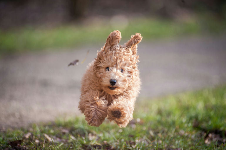 Chien heureux jouant avec un jouet intelligent pour stimuler son bien-être physique et mental