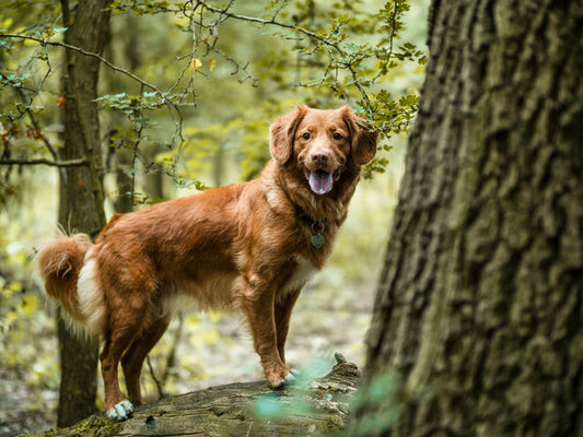 Chien heureux se reposant dans son espace personnel avec des jouets interactifs et des accessoires de toilettage