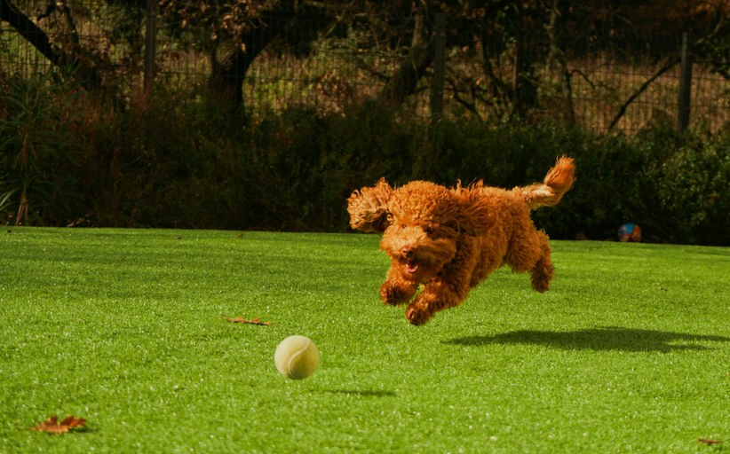 Chien heureux jouant avec un frisbee et reposant sur un lit orthopédique à côté d'accessoires de promenade et de soins de toilettage.