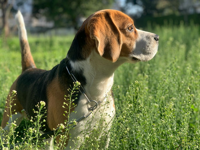 Chien heureux après toilettage complet avec des articles de soins canins pour une hygiène optimale.