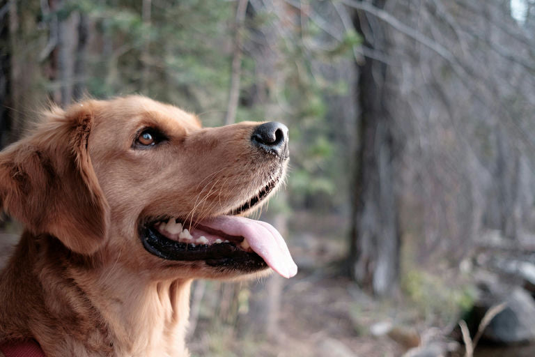 Chien joyeux après toilettage préservant pelage éclatant et santé dentaire