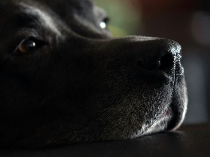 Un chien se repose confortablement sur un lit orthopédique de haute qualité entouré de coussins hypoallergéniques et de jouets stimulants dans un salon chaleureux et bien aménagé