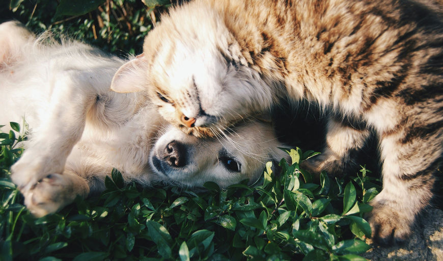 Chien heureux se faisant brosser le pelage lors d'une séance de soins et d'hygiène canine