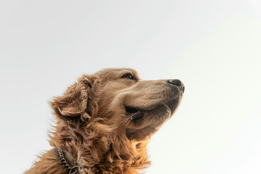 Chien recevant des soins d'hygiène avec brossage de pelage, nettoyage des dents, et coupe d'ongles pour le bien-être canin