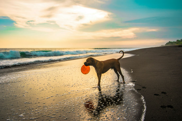 Chien heureux reposant dans un lit orthopédique avec jouets interactifs et bols de nourriture équilibrée