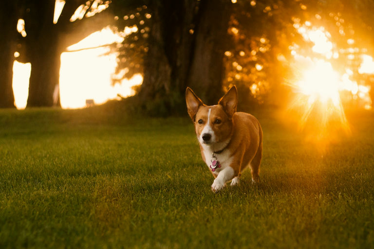 Maître récompensant son chien obéissant avec une friandise après un apprentissage réussi