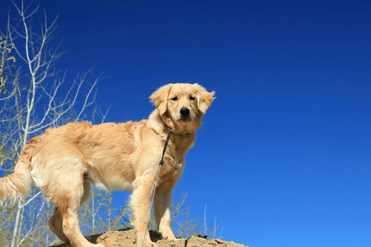 chien heureux en bonne santé mangeant des croquettes équilibrées riches en nutriments essentiels