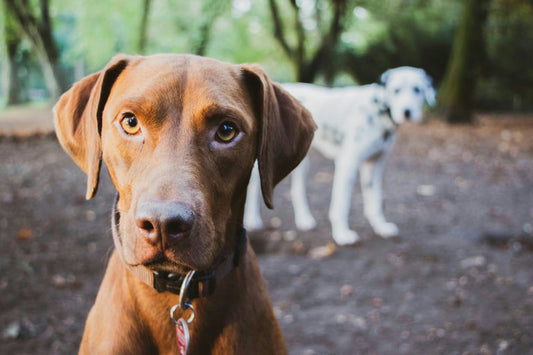 Guide complet des soins canins avec un chien profitant d'une séance de brossage et de toilettage pour une hygiène optimale