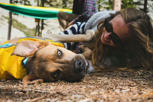 Chien jouant avec un jouet interactif en plein air, stimulant son intellect et son activité physique