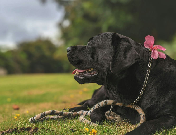 Image montrant différentes laisses pour chien en nylon, cuir et rétractables pour aider les propriétaires à choisir la meilleure option selon les promenades et le confort de leur animal.