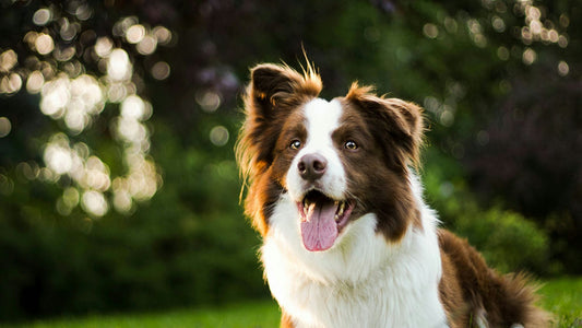 Chien heureux profitant d'une alimentation équilibrée, d'un couchage confortable, de jouets stimulants, d'une éducation positive et d'une hygiène impeccable