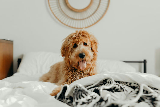 Chien souriant en bonne santé entouré de jouets pour l'exercice et la stimulation mentale