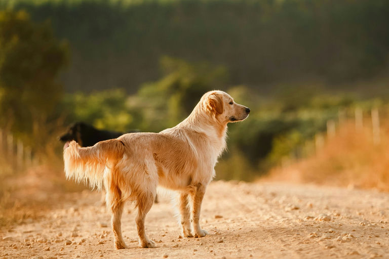 chien profitant de soins et d'hygiène, brossage de pelage, nettoyage des dents, alimentation saine