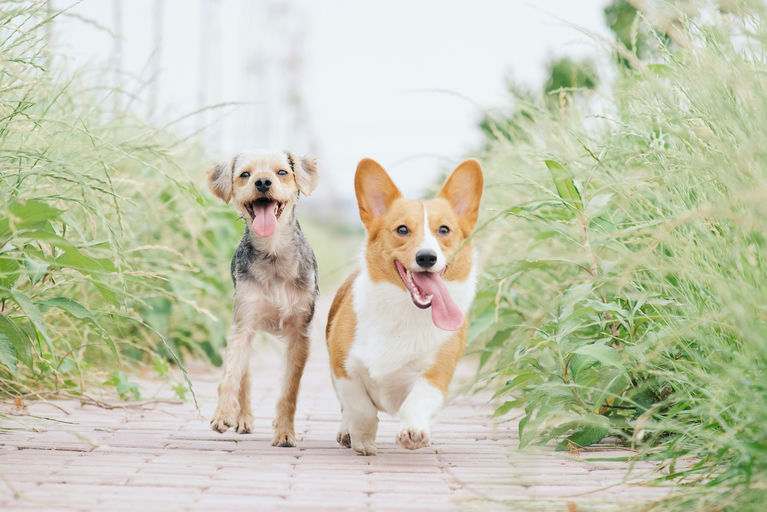 chien heureux jouant avec un puzzle alimentaire pour stimuler son intelligence et son bien-être