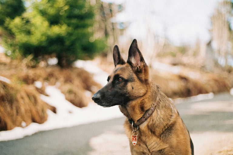 Chien heureux en bonne santé pratiquant de l'exercice et se reposant dans un lit confortable pour illustrer un mode de vie équilibré et bien-être canin