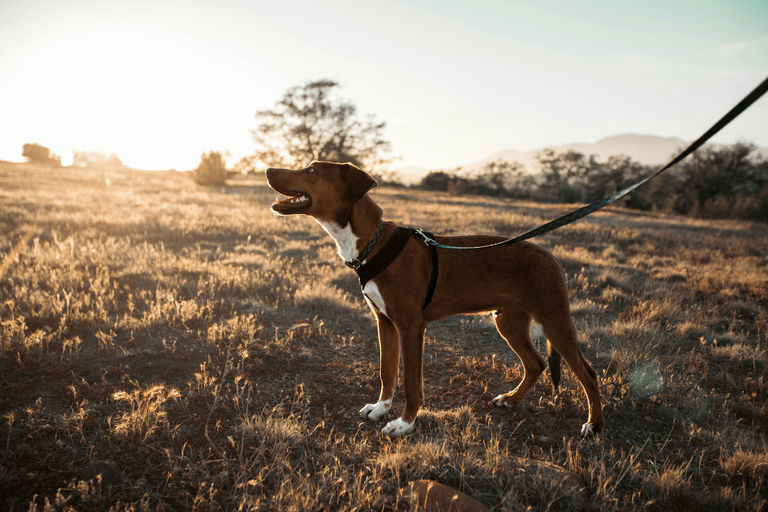 Chien en bonne santé se nourrissant d'une alimentation équilibrée adaptée à ses besoins spécifiques