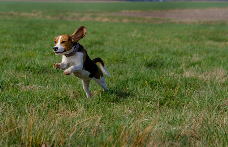 Guide complet des soins canins avec produits d'hygiène et propriétaire prenant soin de son chien.