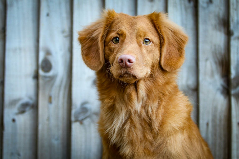 Maître éduquant son chien avec bienveillance et renforcement positif pour une cohabitation harmonieuse