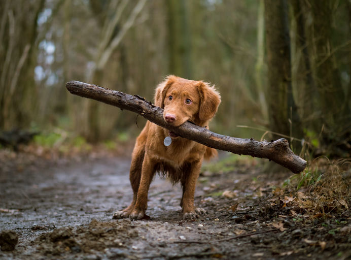 Chiots jouant avec puzzles et jouets intelligents, reposant sur un lit confortable, à côté d'une gamelle de nourriture de qualité et d'accessoires de promenade.