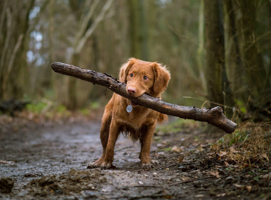 Chiots jouant avec puzzles et jouets intelligents, reposant sur un lit confortable, à côté d'une gamelle de nourriture de qualité et d'accessoires de promenade.