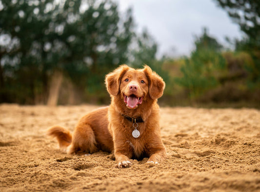 Chien en bonne santé mangeant des croquettes équilibrées riches en protéines, vitamines et minéraux