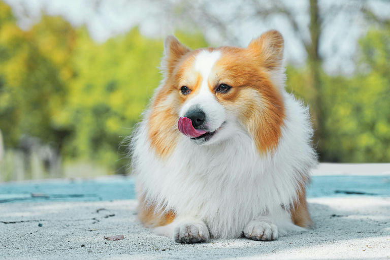 Chien heureux jouant au parc pour illustrer conseils sur l'exercice et la nutrition pour le bien-être canin