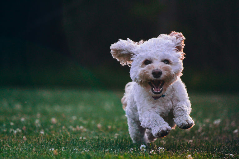 chien heureux allongé dans un panier orthopédique entouré d'accessoires bien-être et de jouets éducatifs