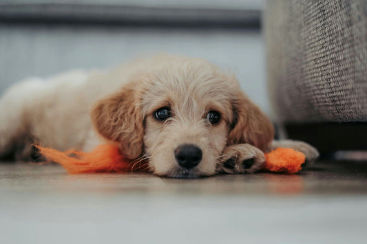 Chien heureux se reposant dans un lit douillet après une promenade, illustrant le bien-être canin complet