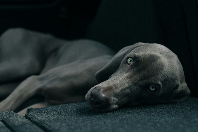 Routine hygiène et soins pour le bien-être du chien avec brossage, bains et alimentation équilibrée