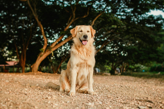 Chien heureux pendant le toilettage et le brossage avec des produits de soins adaptés pour la santé et le bien-être canin