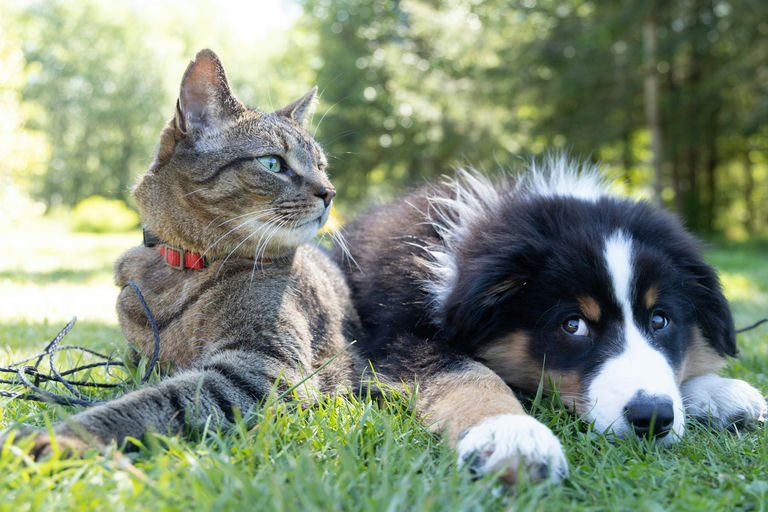 Soins quotidiens pour chien heureux et en santé avec accessoires de toilettage, bain adapté, coupe d'ongles, hygiène bucco-dentaire et alimentation équilibrée