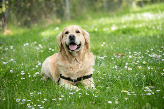 Chien portant un harnais confortable et sécurisé en pleine promenade