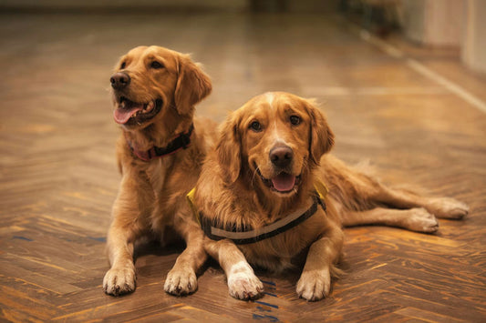 Conseils d'hygiène pour chien avec brossage, bain, soins dentaires et coupe des ongles