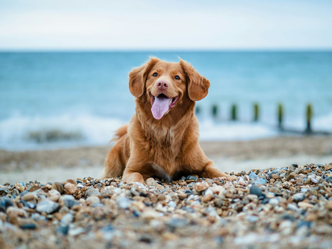 Chien heureux profitant d'une vie équilibrée avec exercice, jeux intelligents et moment de tendresse avec son propriétaire.