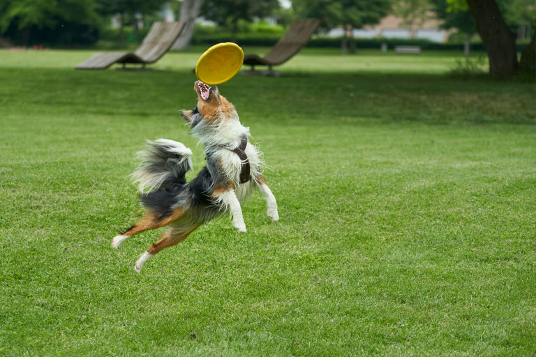 Chien heureux jouant avec un jouet interactif dans un environnement enrichi promouvant santé et bien-être