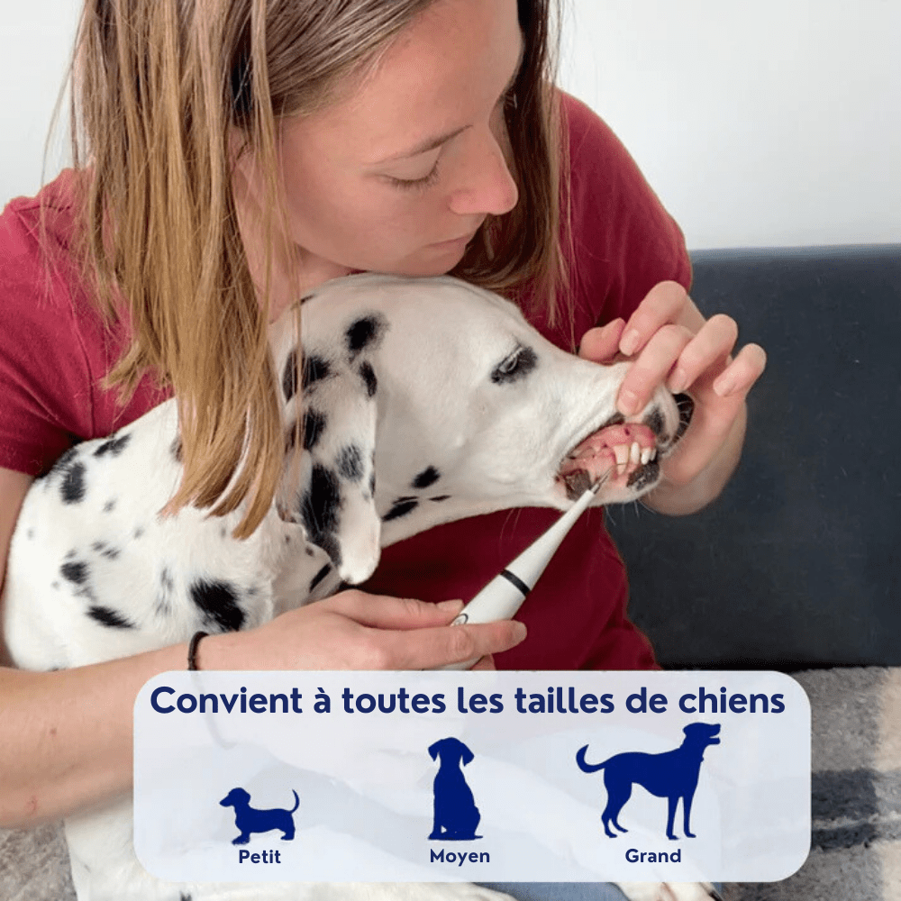 Kit de Détartrage pour Chiens