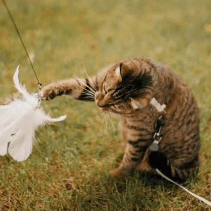 Ensemble Stimulateur de Chasse pour Chats