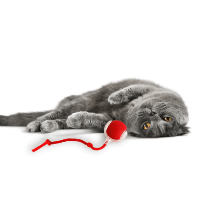 Boule Interactive pour Chats