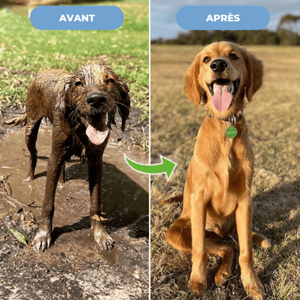 Jet d'eau nettoyant pour chien